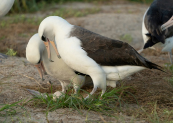 Wisdom (R), a Laysan Albatross that is at least 74 years old, is expecting again. ©AFP