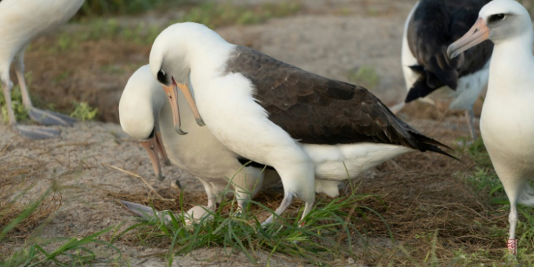 Wisdom (R), a Laysan Albatross that is at least 74 years old, is expecting again. ©AFP