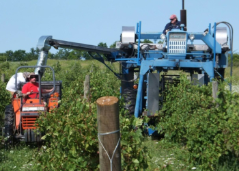 An undated photo of David Jilbert, a Parkinson's patient, shows him spraying his Ohio vineyard with herbicides. ©AFP