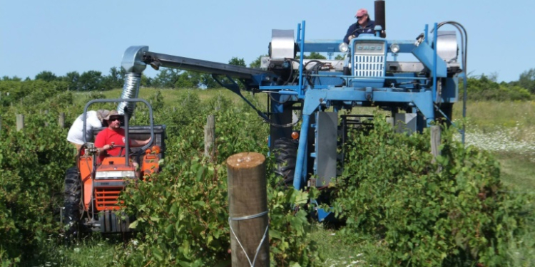 An undated photo of David Jilbert, a Parkinson's patient, shows him spraying his Ohio vineyard with herbicides. ©AFP