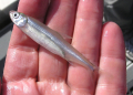 This handout photo provided by the US Fish and Wildlife Service (USFWS) shows a delta smelt fish on November 8, 2010 in California / ©AFP