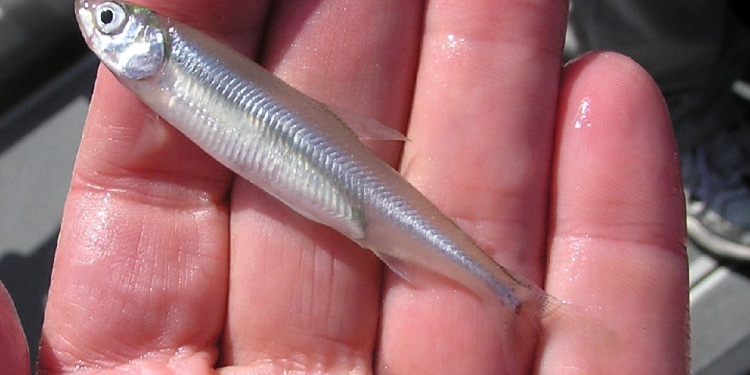 This handout photo provided by the US Fish and Wildlife Service (USFWS) shows a delta smelt fish on November 8, 2010 in California / ©AFP