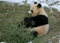 Giant panda Qing Bao eats bamboo during her public debut at the Smithsonian's National Zoo in Washington. ©AFP