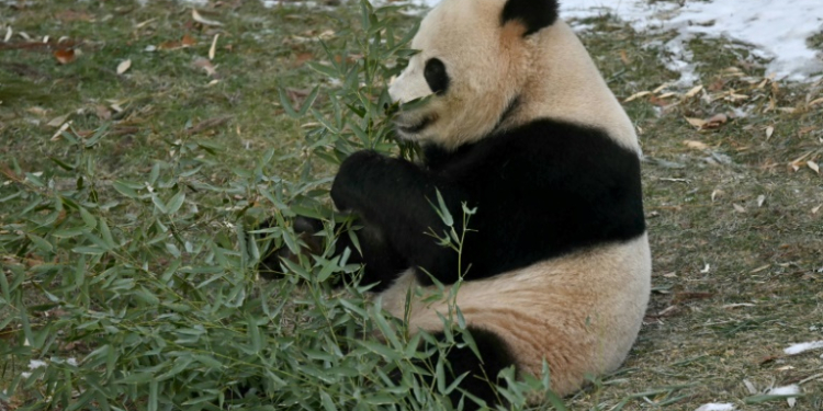 Giant panda Qing Bao eats bamboo during her public debut at the Smithsonian's National Zoo in Washington. ©AFP