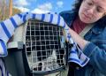 Serena Null recovers her cat Domino, which suffered burns in the wildfire that destroyed her relatives' house. ©AFP