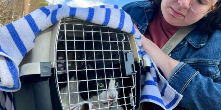 Serena Null recovers her cat Domino, which suffered burns in the wildfire that destroyed her relatives' house. ©AFP