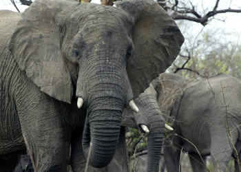 A US court has ruled that while African elephants might be 'cognitively, psychologically, or socially sophisticated' they are not people and not covered by the principle of habeas corpus. ©AFP