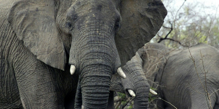 A US court has ruled that while African elephants might be 'cognitively, psychologically, or socially sophisticated' they are not people and not covered by the principle of habeas corpus. ©AFP